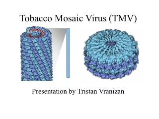 Tobacco Mosaic Virus (TMV)