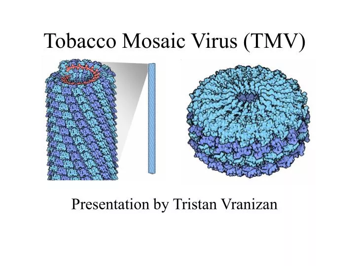 tobacco mosaic virus tmv