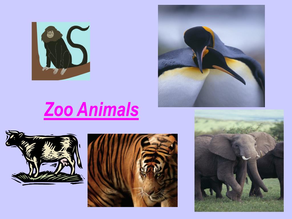 PPT - Zoo Animals PowerPoint Presentation, free download - ID:35430