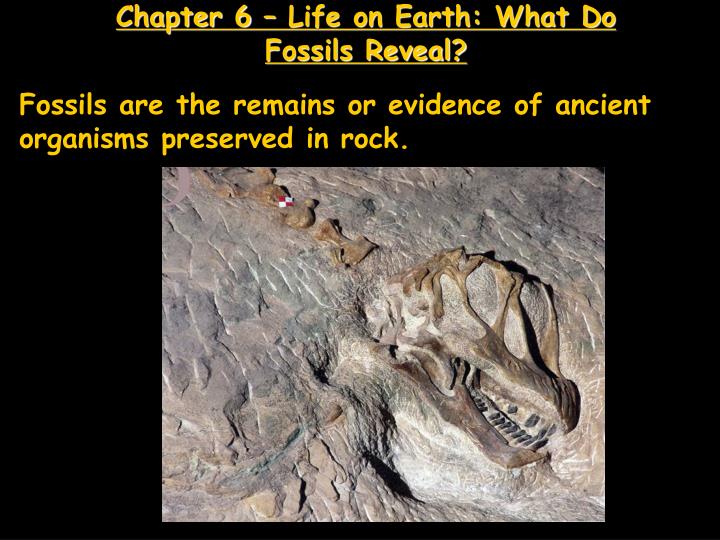 chapter 6 life on earth what do fossils reveal