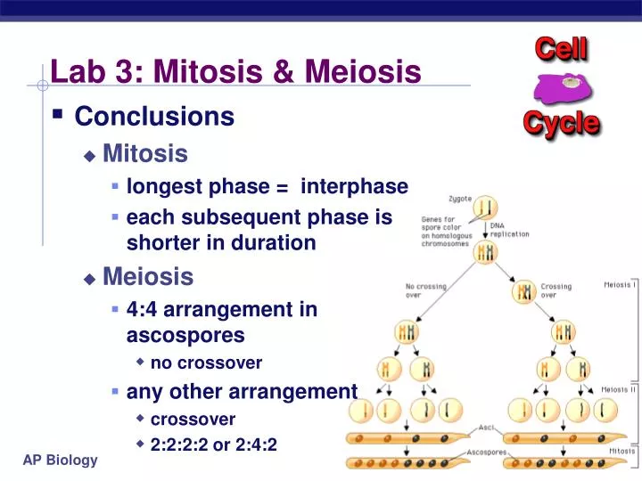 lab 3 mitosis meiosis