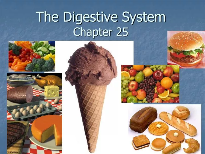 the digestive system chapter 25