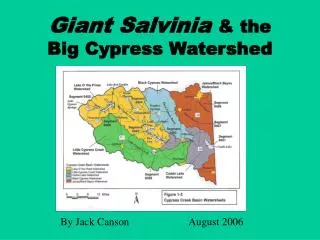 Giant Salvinia &amp; the Big Cypress Watershed
