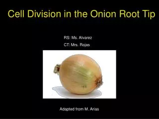 Cell Division in the Onion Root Tip