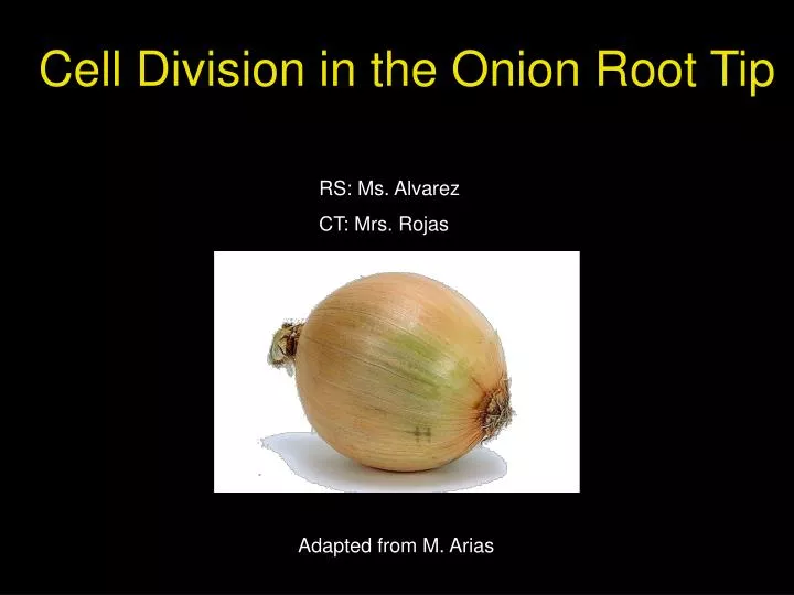 cell division in the onion root tip