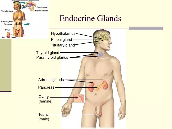 endocrine glands