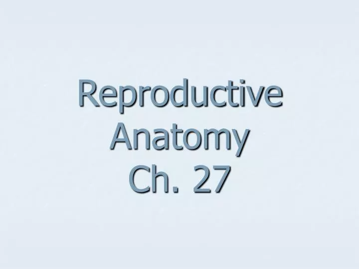 reproductive anatomy ch 27