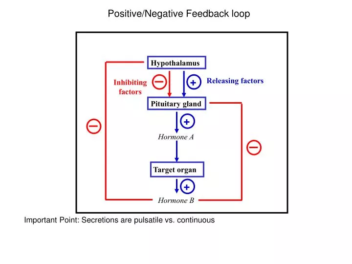 positive negative feedback loop