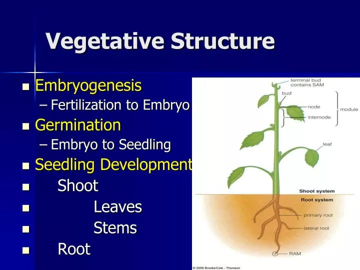 vegetative structure