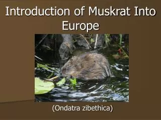 Introduction of Muskrat Into Europe