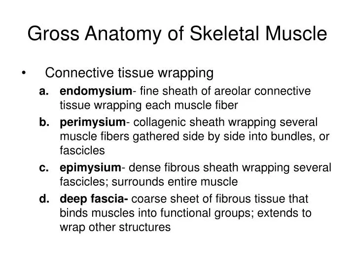 gross anatomy of skeletal muscle