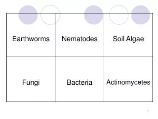 Benefits of Soil Organisms