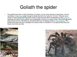 Goliath the spider