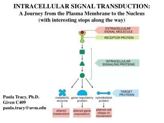 INTRACELLULAR SIGNAL TRANSDUCTION: A Journey from the Plasma Membrane to the Nucleus (with interesting stops along the w