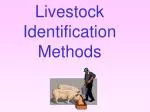 Livestock Identification Methods - slide 1