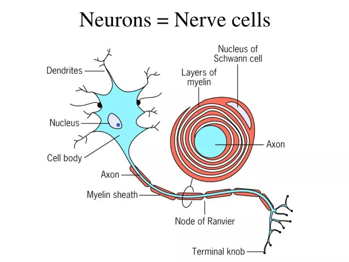 neurons nerve cells