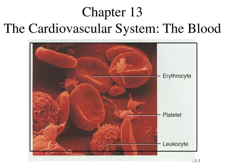 chapter 13 the cardiovascular system the blood