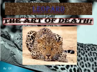 Leopard