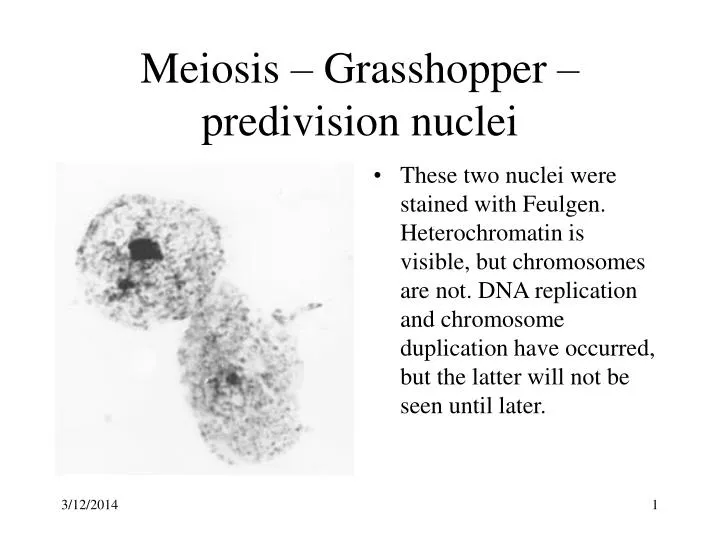 meiosis grasshopper predivision nuclei
