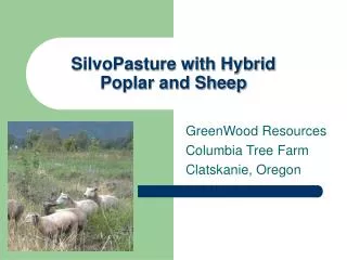 SilvoPasture with Hybrid Poplar and Sheep