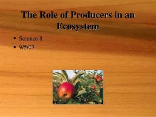 the role of producers in an ecosystem