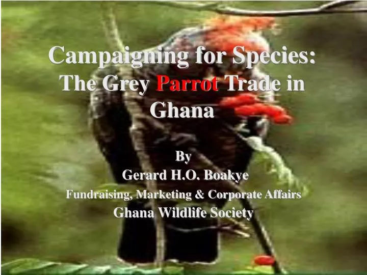 campaigning for species the grey parrot trade in ghana