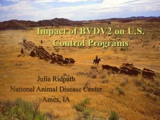 Impact of BVDV2 on U.S. Control Programs