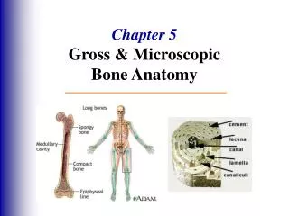 Chapter 5 Gross &amp; Microscopic Bone Anatomy