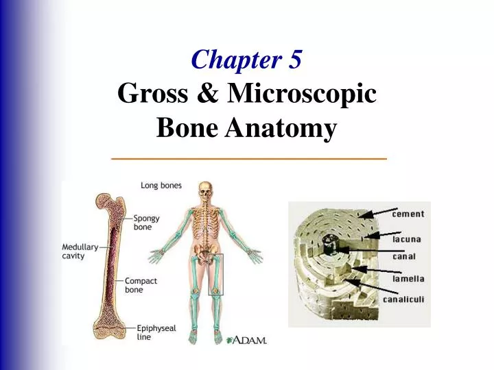 chapter 5 gross microscopic bone anatomy