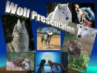 Wolf Presentation