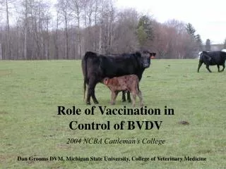 Role of Vaccination in Control of BVDV