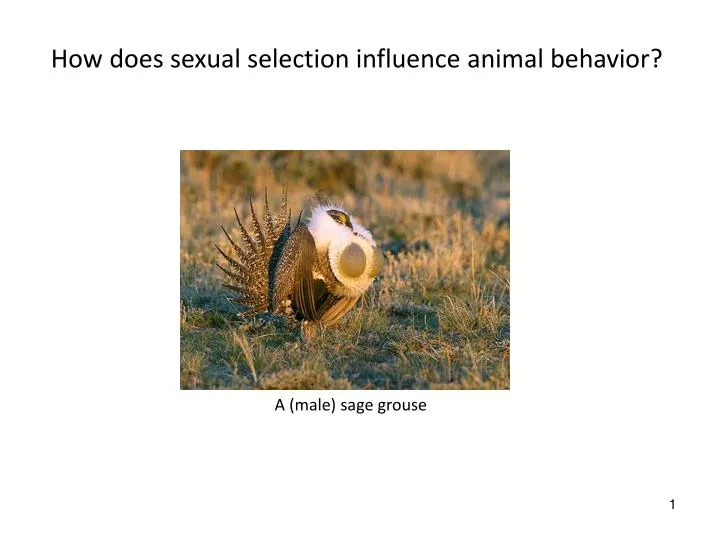how does sexual selection influence animal behavior