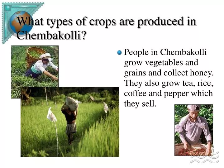 what types of crops are produced in chembakolli