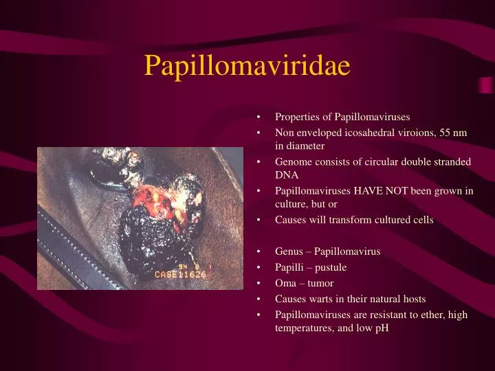 papillomaviridae