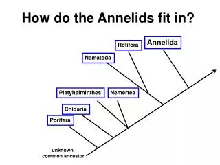 How do the Annelids fit in?