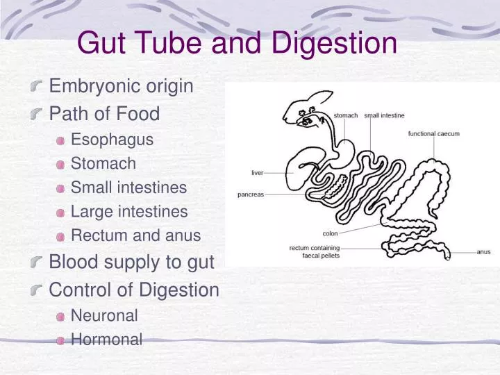 gut tube and digestion