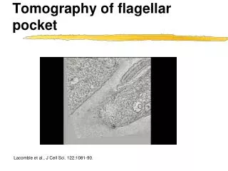 Tomography of flagellar pocket