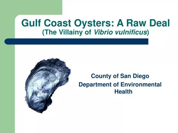 gulf coast oysters a raw deal the villainy of vibrio vulnificus