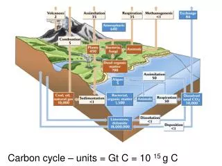 Carbon cycle – units = Gt C = 10 15 g C