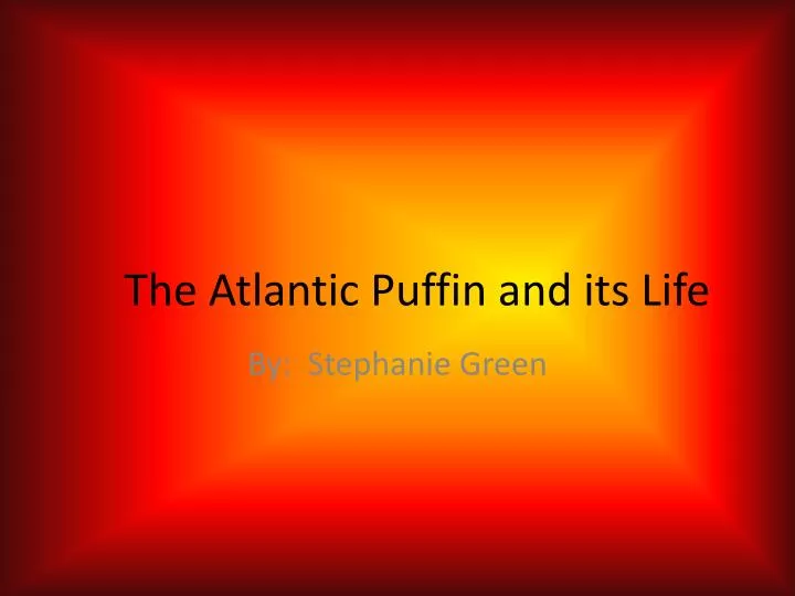 the atlantic puffin and its life