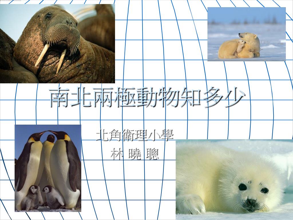 Ppt 南北兩極動物知多少powerpoint Presentation Free Download