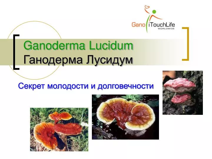 ganoderma lucidum