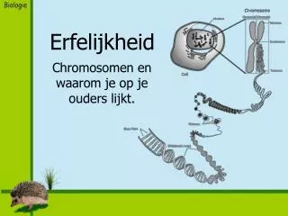 erfelijkheid