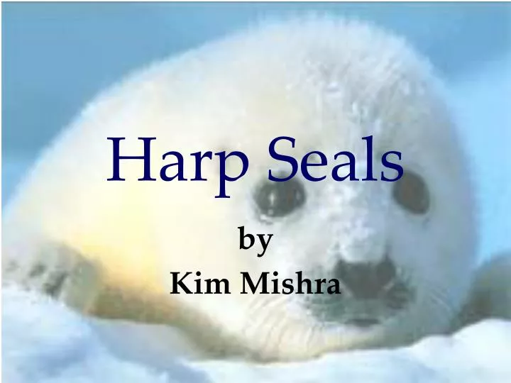 Harp Seal  Facts, pictures & more about Harp Seals