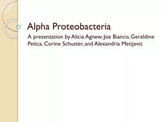 Alpha Proteobacteria