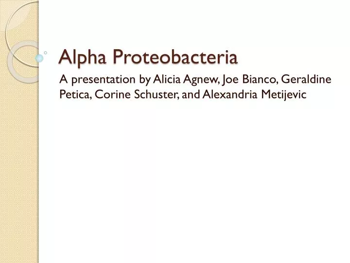 alpha proteobacteria