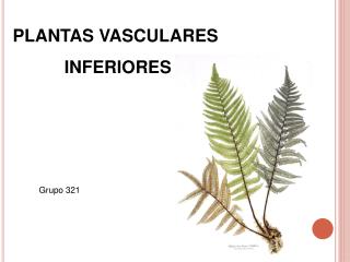 PLANTAS VASCULARES INFERIORES
