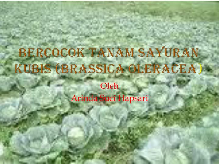 bercocok tanam sayuran kubis brassica oleracea