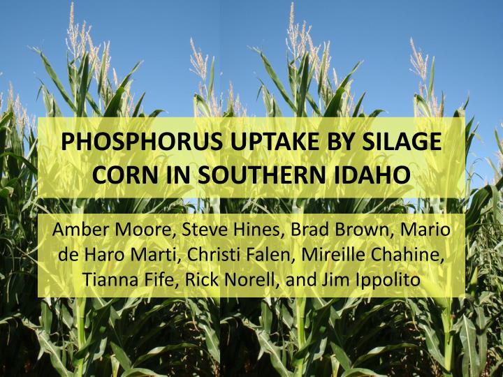 phosphorus uptake by silage corn in southern idaho