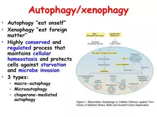 Autophagy/xenophagy